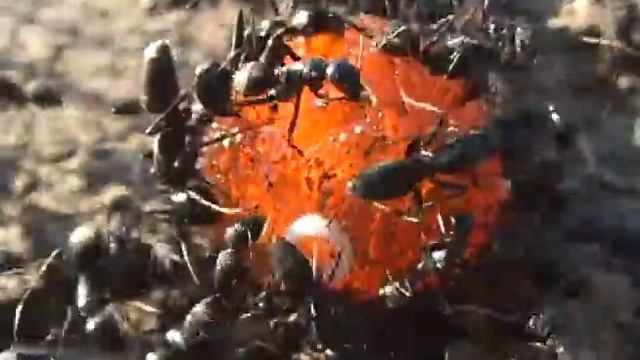 Ants on candy (real speed) - Муравьи на конфете (реальная скорость)