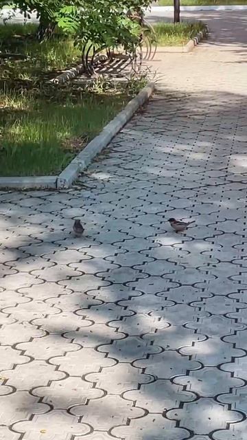 Когда настали солнечные деньки и ты можешь прогуляться перед парами по университетскому кампусу ОГУ