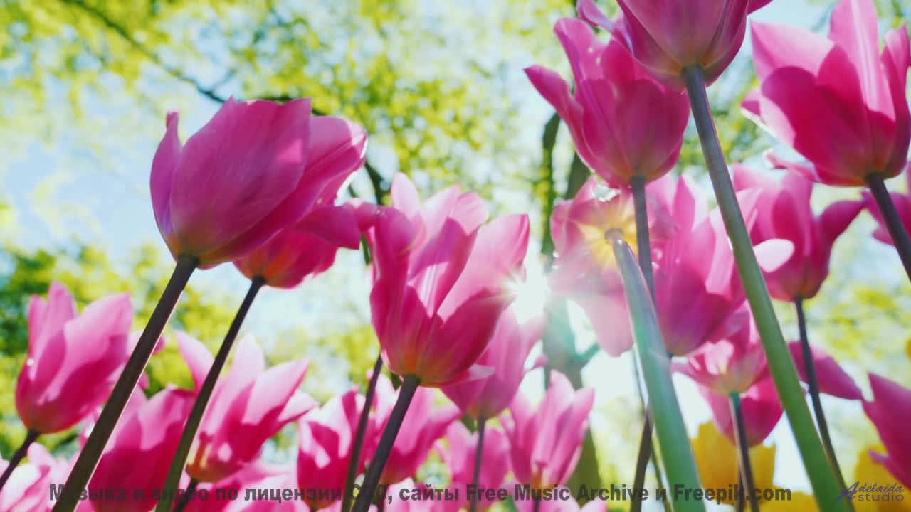 Лес превращается в сказку, стоит лишь включить звук - Slow Dance With Nabokov -- One Man Book -- Gho