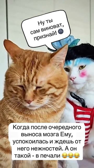 Сам виноват, а еще и обижается :D #приколы #котики #юмор #отношения #абьюз #психология #смешно