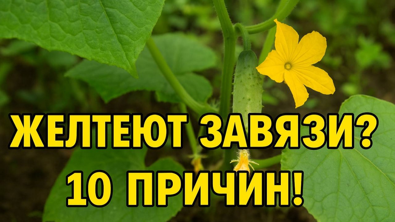 Почему желтеют завязи у огурцов: 10 причин, о которых нужно знать!