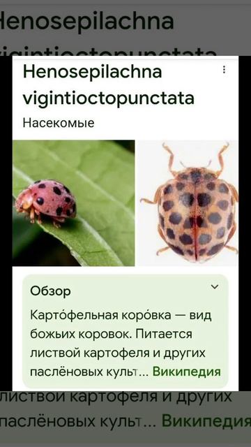 Необычный вредитель (пришел с улицы)