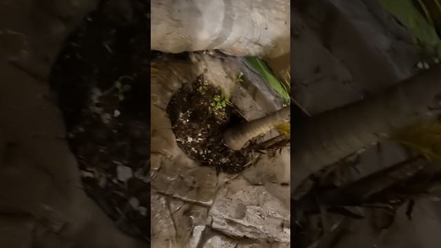 Дино Парк между Ката и Корон — Лучшее развлечение с детьми на Пхукете |.