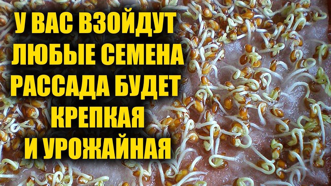 У вас взойдут любые семена и рассада будет очень урожайная!