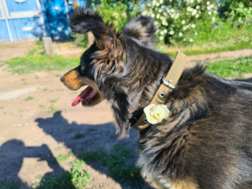 алиса❤️🔥
