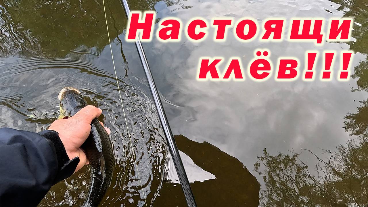 РЫБАЛКА МОЕЙ МЕЧТЫ!!! НАСТОЯЩИЙ КЛЁВ ГОЛАВЛЯ!!!