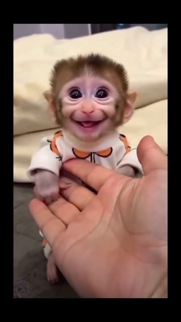 🐒Обезьянка думает, что она кошка🙈/PovaRMX