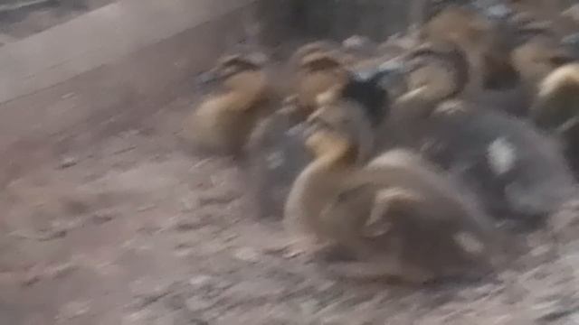 Одомашненные кряквы