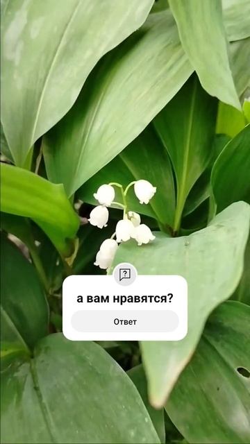 ландыши