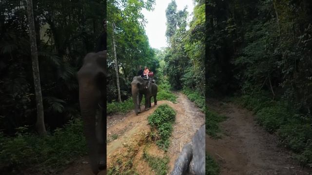 Прогулка на слоне в Таиланде