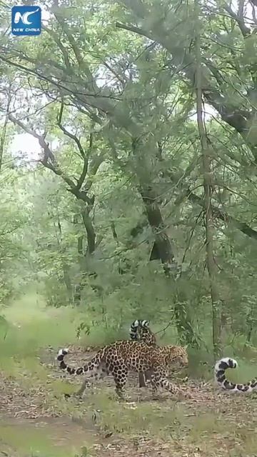 🐆Леопарды в заповеднике «Цзыулин»