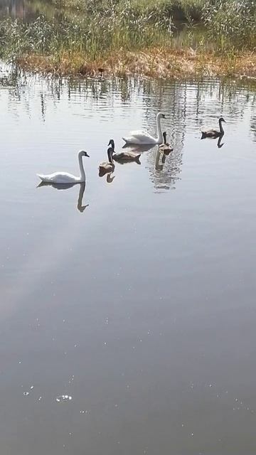 Анапа сегодня лебеди