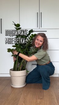 Замиокулькас