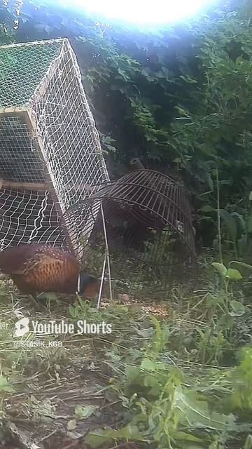 СИЛЬНЫЙ ФАЗАН