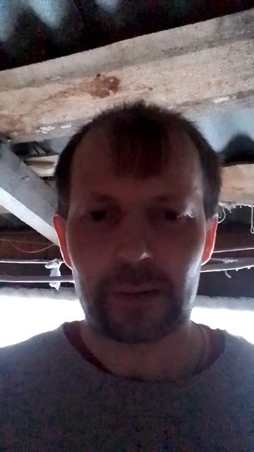 Лев, тигр и шмель.