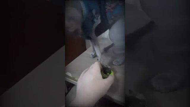 Что же это? Кошачья радость!/What is this? Cat's joy!✌️#animals #cat #sphynx
