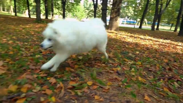 Укрепляем память. Доброе утро. Фрагмент выпуска от 17.10.2023