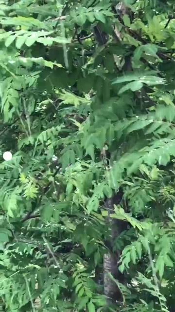 VID_20250527_130416_167.mp4