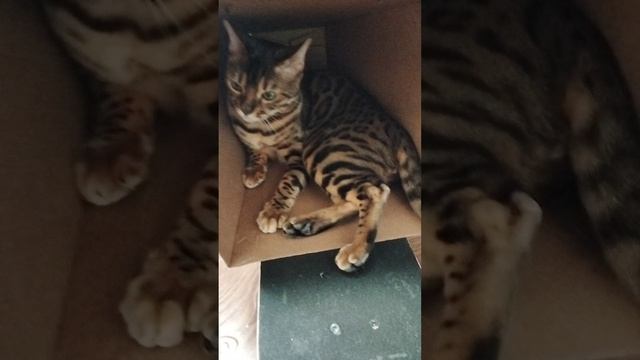 машина для кота