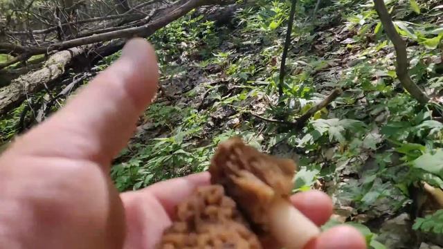 21 квітня ГРИБНА УДАЧА 🍄Весняні гриби Карпат 🍄🌼🌼🌼