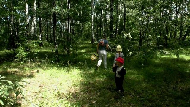 В летнем лесу.