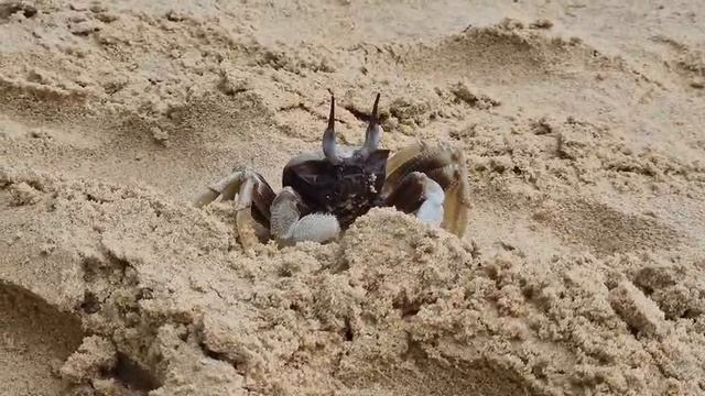 Краб 🦀
