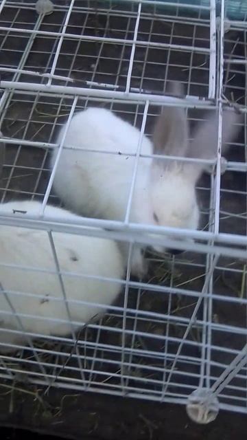 кролики 🐇