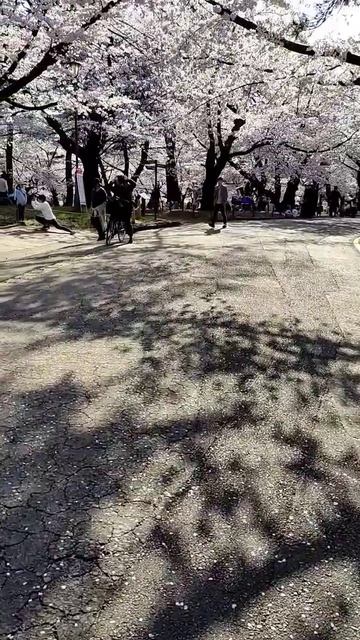 Light and shade. Сакура в лучах солнца #japan #flower #nature #hanami #omiya #sakura
