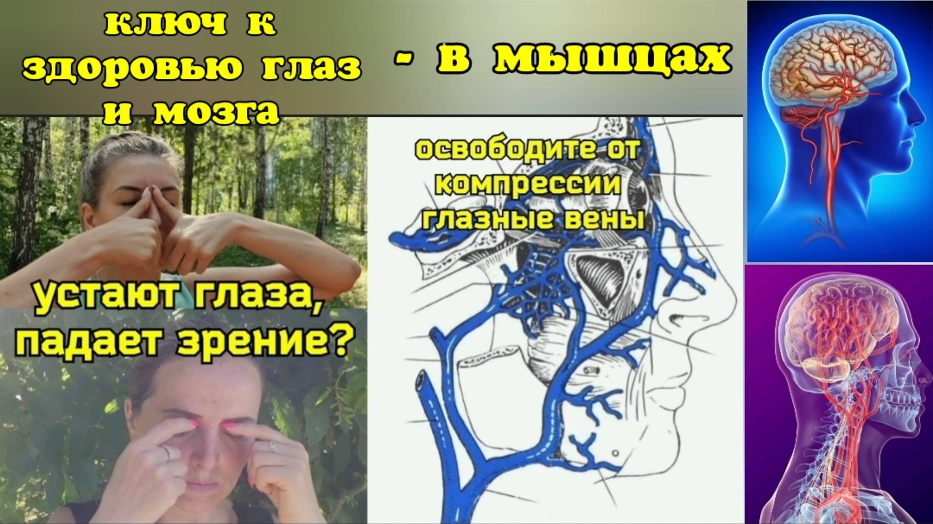 Жизнь мозга и глаз зависит от верхней глазной вены, но она блокируется спазмом мышц. Упражнения