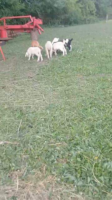 Вот такие малыши у нас есть: но не все в кадре🥰