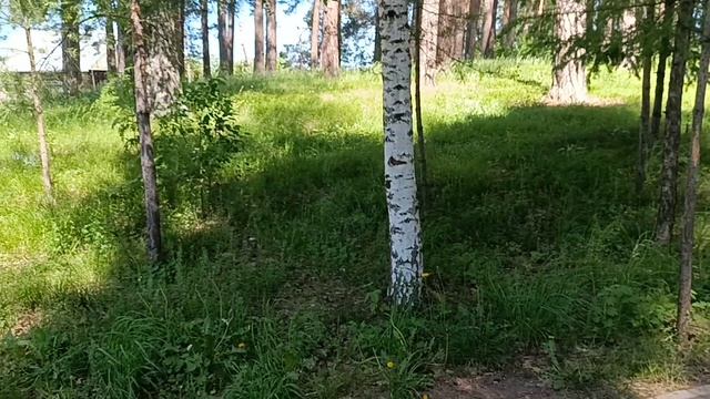 Рисунки на асфальте. Чудесный парк. Пение птиц.