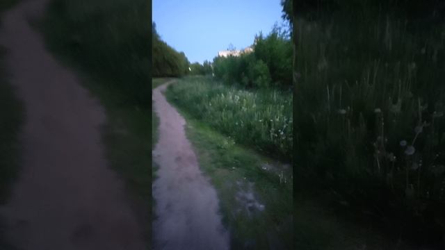 птицы поют и одуванчики  созрели