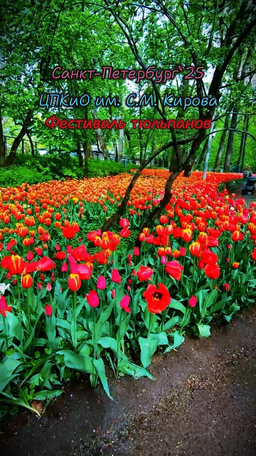 Фестиваль тюльпанов. #Елагин остров (#ЦПКиО им Кирова, Санкт-Петербург) #travel #природа #жизнь