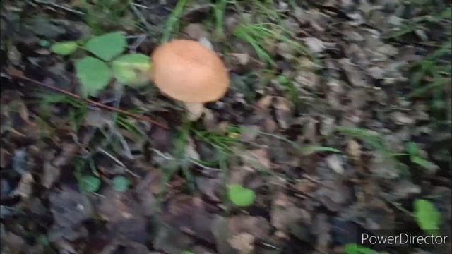 Пошли в гору и нашли грибы! Братск)