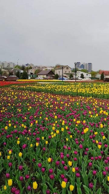 Миллионы цветущих тюльпанов, Белгород