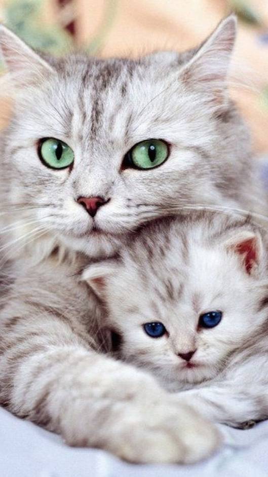 Барсик любит кошачью мяту  :3 (подписывайтесь на  Басик плей)