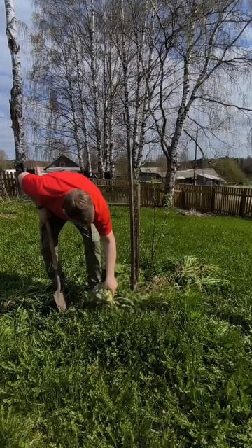 весенняя подкормка плодоносных деревьев