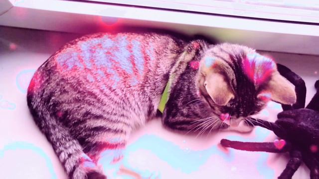 Играем🐾🦋🐈с Паучком