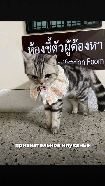 🐈Тайский кот был арестован за нападение на полицейских!