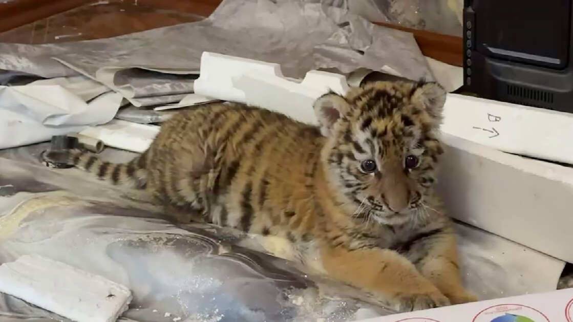 Краснокнижного амурского тигра нашли в жилом доме в ЛНР