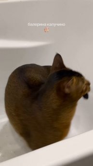 Бобрито бандито 😹😹