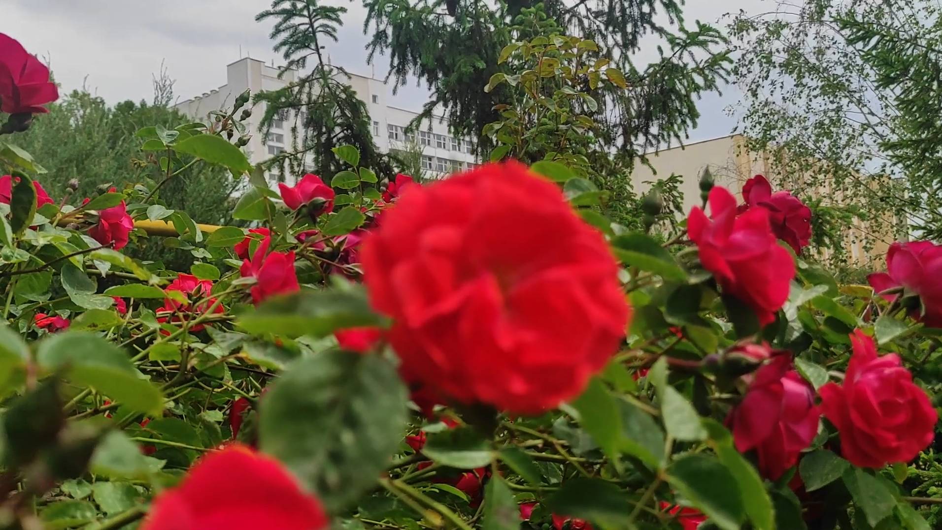 🌹✨ Сезон роз объявляется открытым! ✨🌹