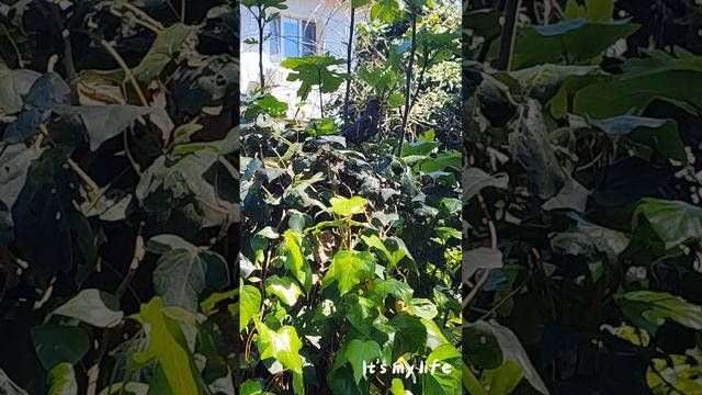 Доброе утро ☀️ и будильник не нужен 😁
