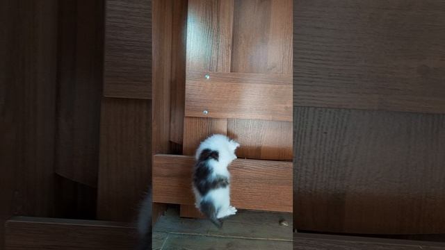 1000010514.mp4