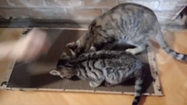 Кошки перестали портить диван с этой когтеточкой!❤