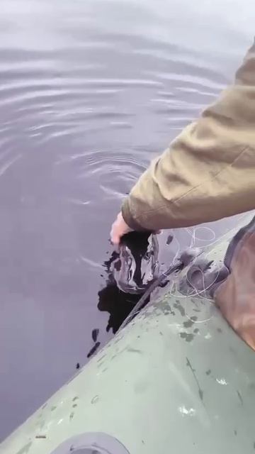 Зубастая не сдается 🎣
