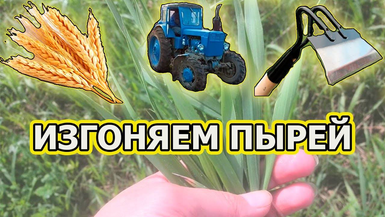 🌿 3 Года Бороться с Пыреем Зря? Это Растение Сделало Всё за Меня! 💥