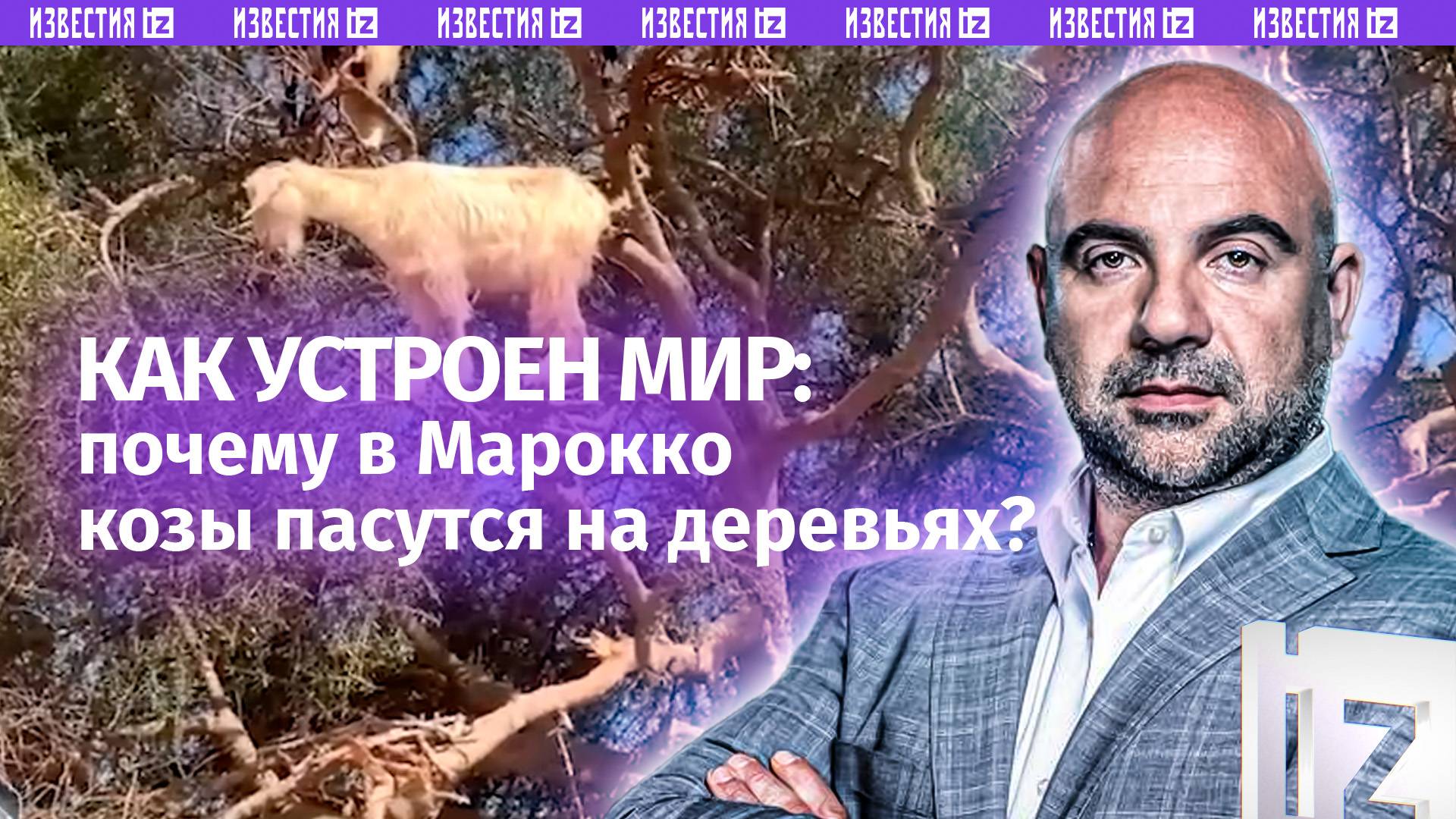 «Парящие» козы и львицы-«феминистки». Как в Марокко обманывают туристов? / «Как устроен мир»