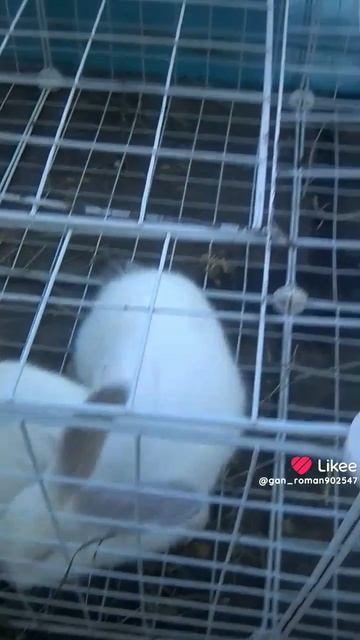 кролики 🐇