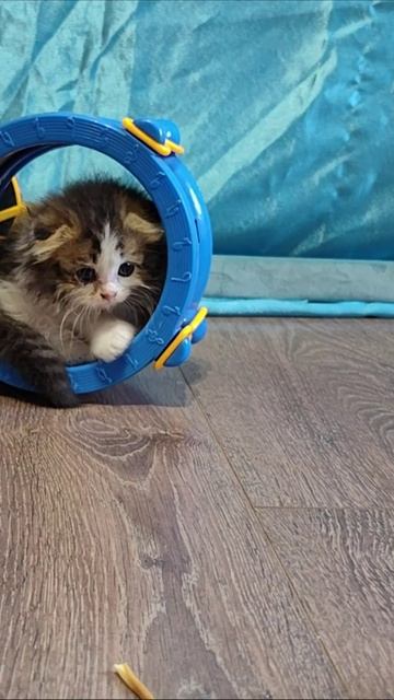 Котенок и хомяк. часть 1. #шорты 4k